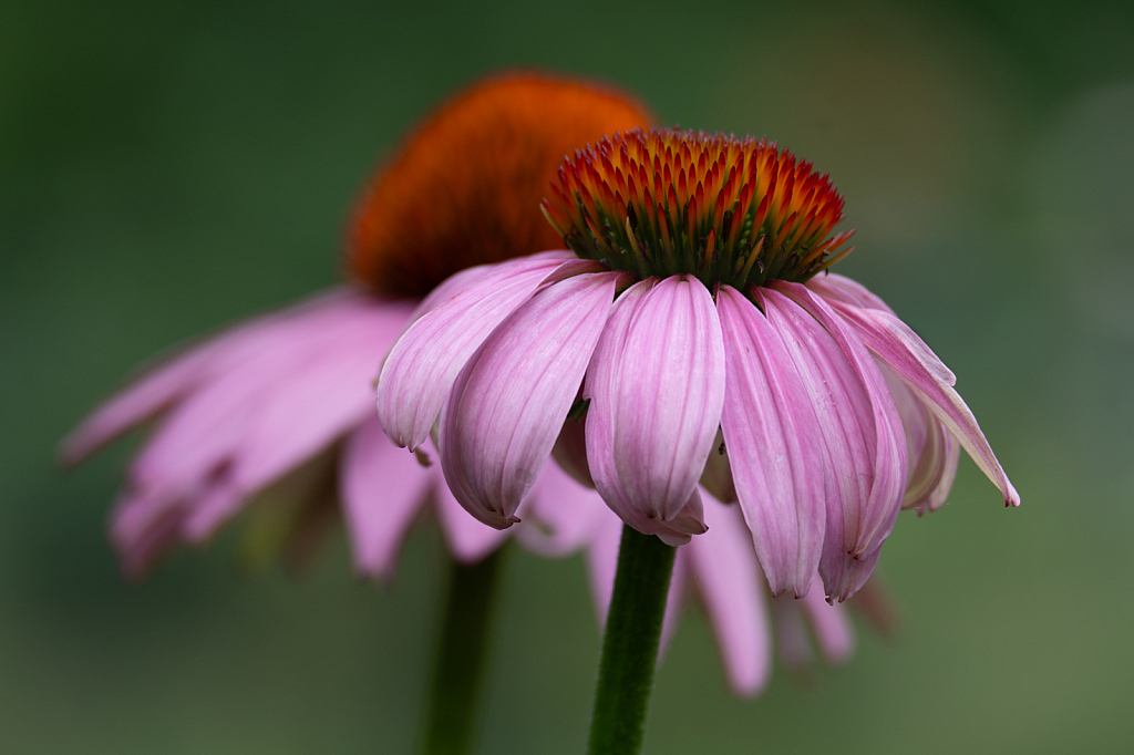 Simply Cone Flowers