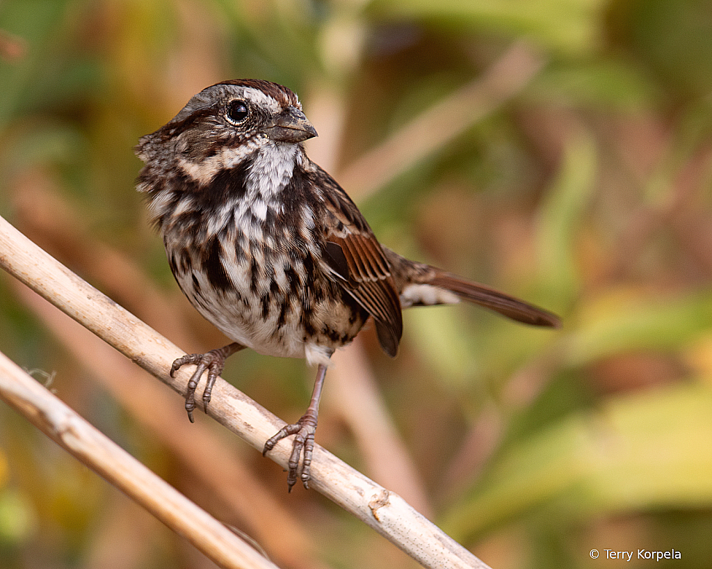 Song Sparrow  - ID: 16091758 © Terry Korpela