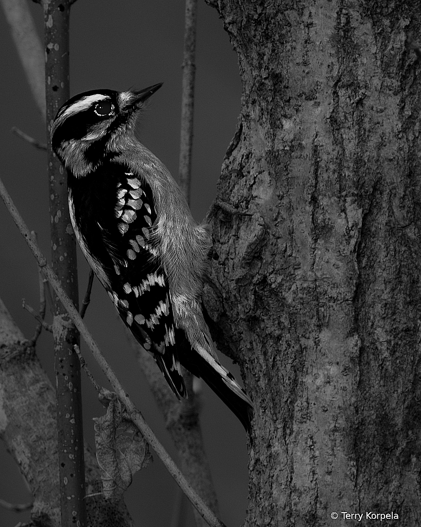 Downy Woodpecker B&W - ID: 16091759 © Terry Korpela