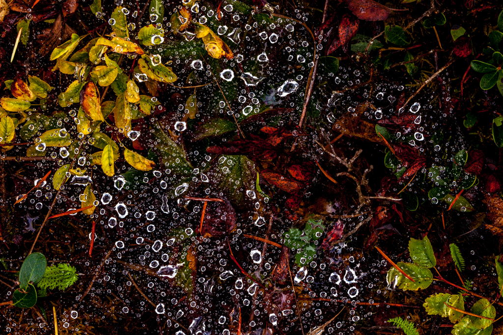 Dew drops