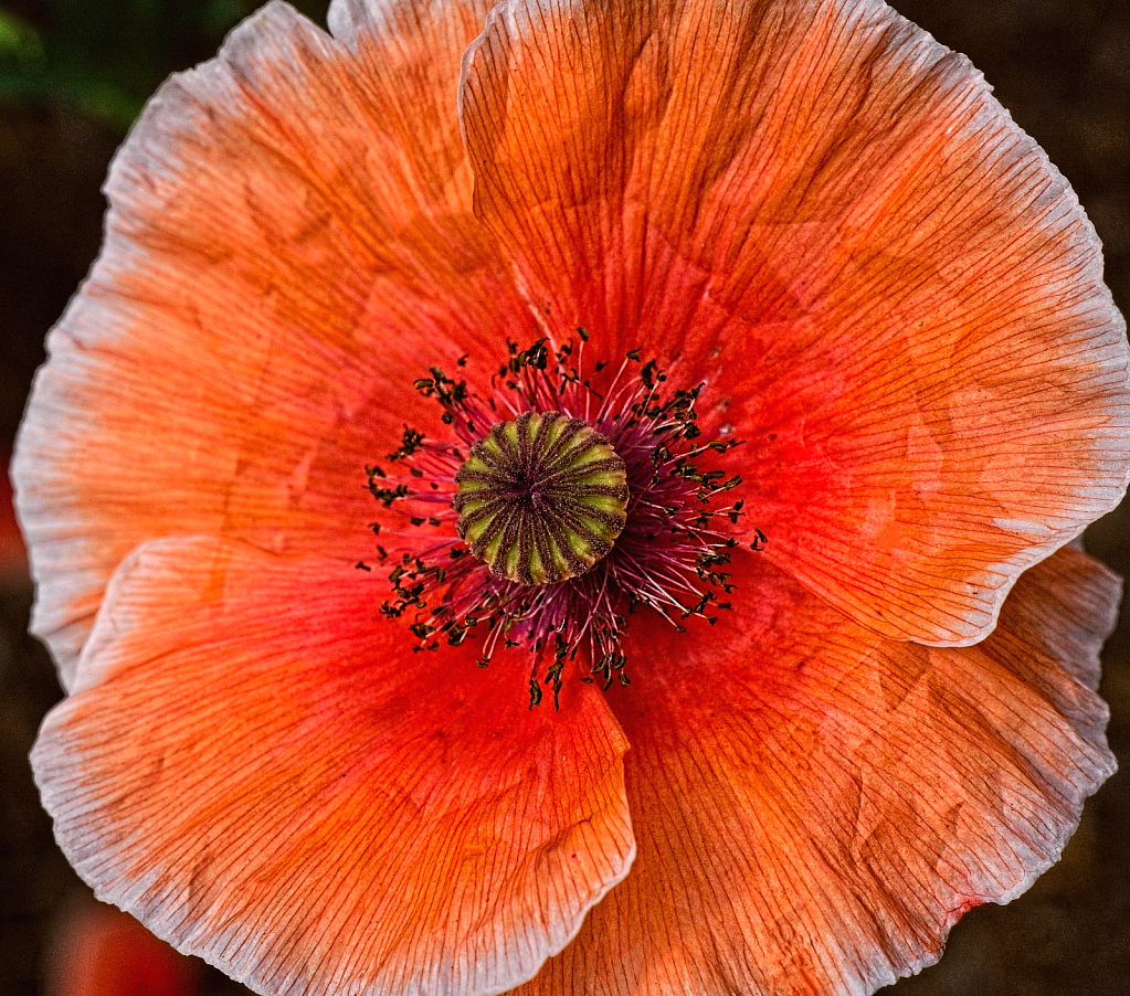 Crumpled Poppy