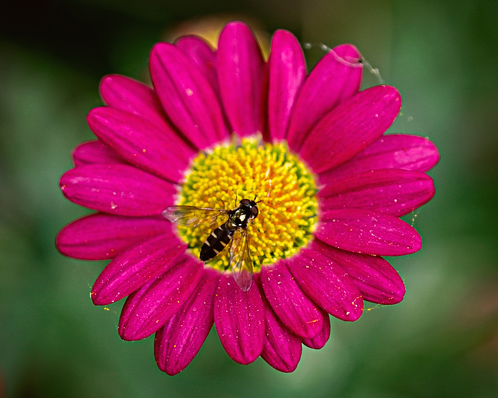 Pollen seeker