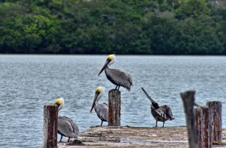 PELICANS AT THE PIER