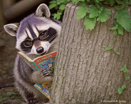 Smart Racoon