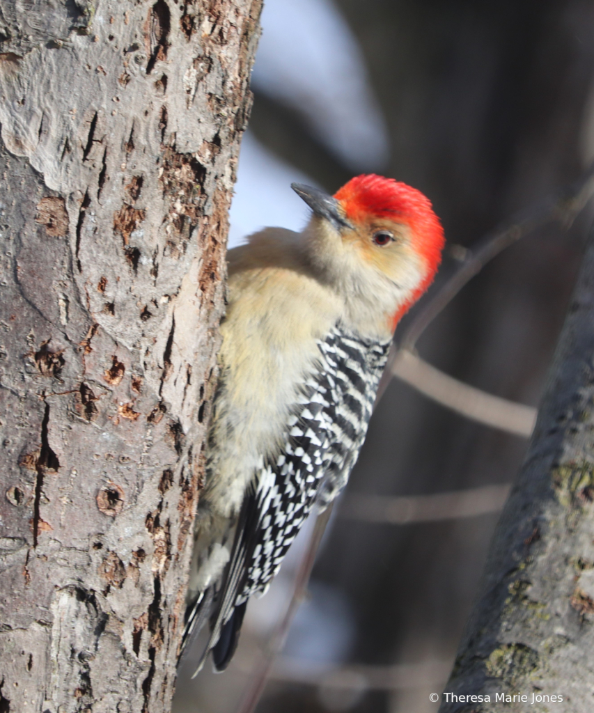 Redbelly Woodpecker - ID: 16092508 © Theresa Marie Jones