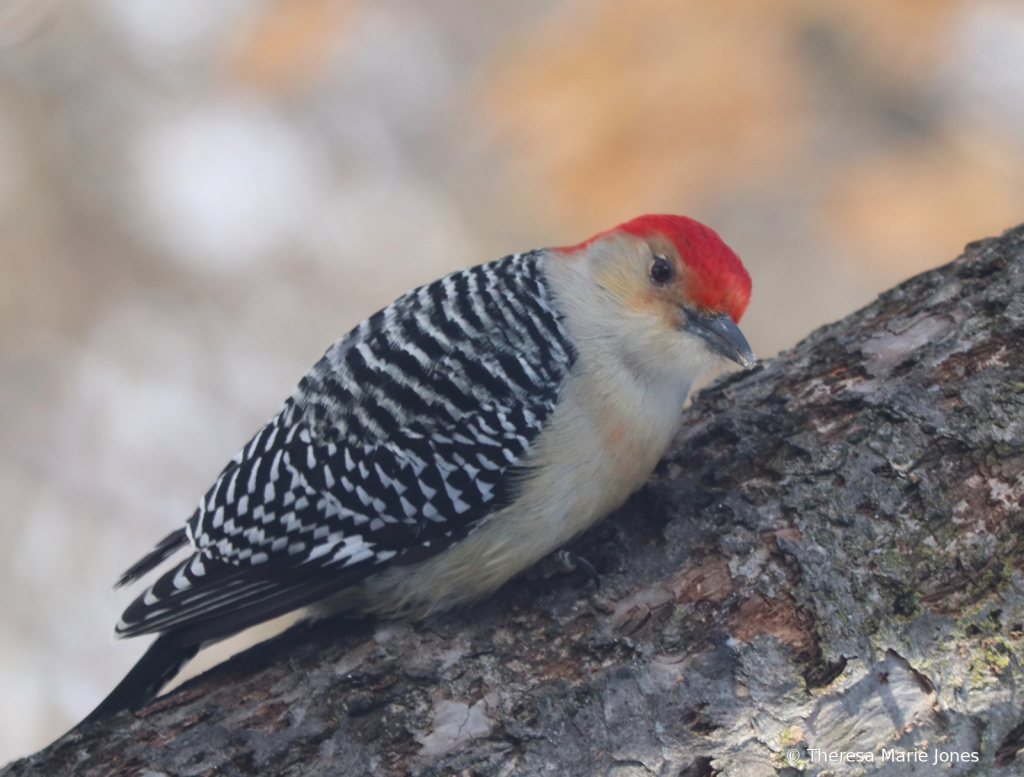 RB Woodpecker - ID: 16092509 © Theresa Marie Jones