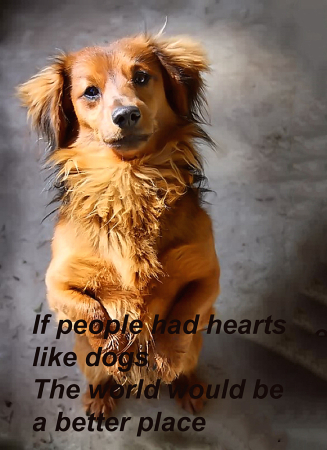 If People Had Hearts Like Dogs..