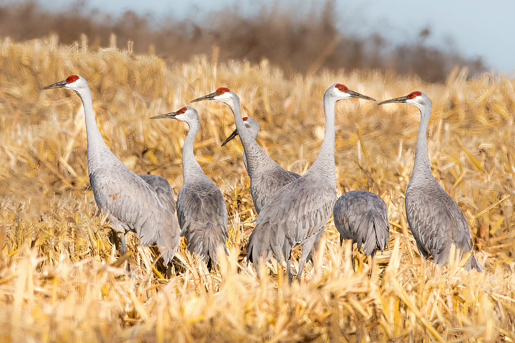 Sandhill Cranes