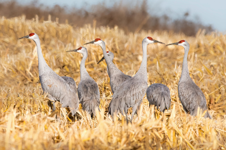 Sandhill Cranes