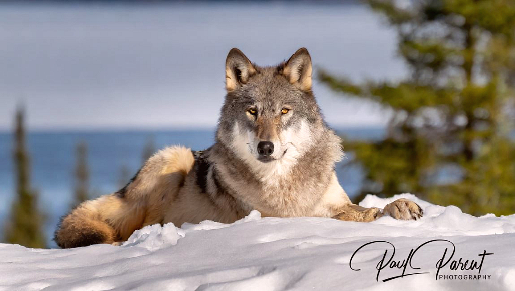 Winter Wolf - ID: 16092564 © paul parent