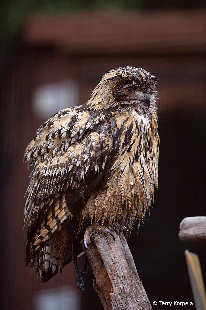 Eurasian Eagle Owl - ID: 16092643 © Terry Korpela