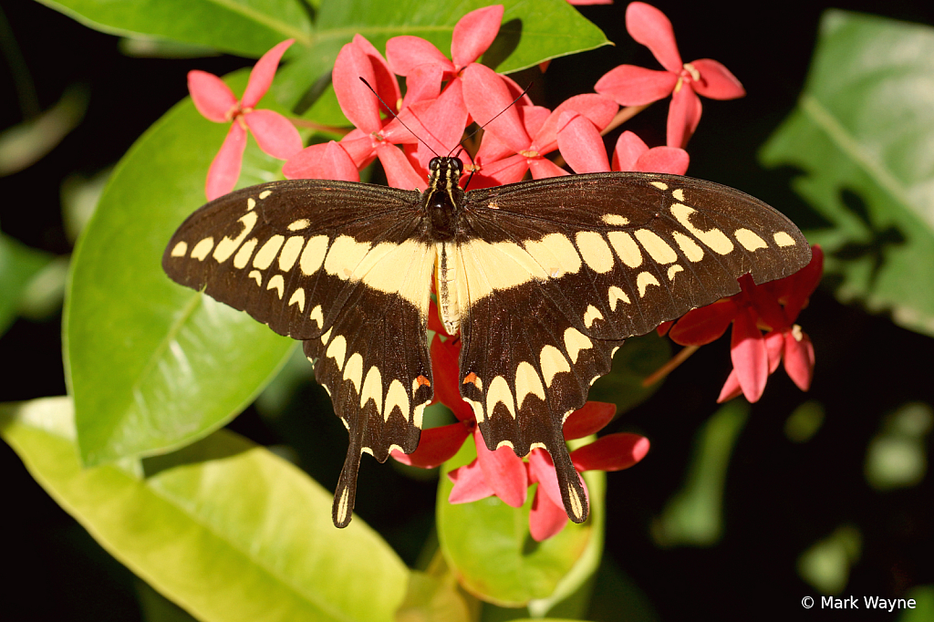 Swallowtail