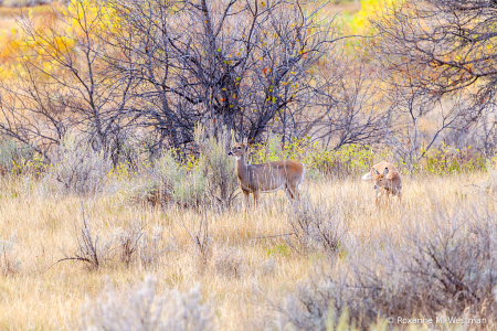 Doe and fawn in the North Dakota badlands