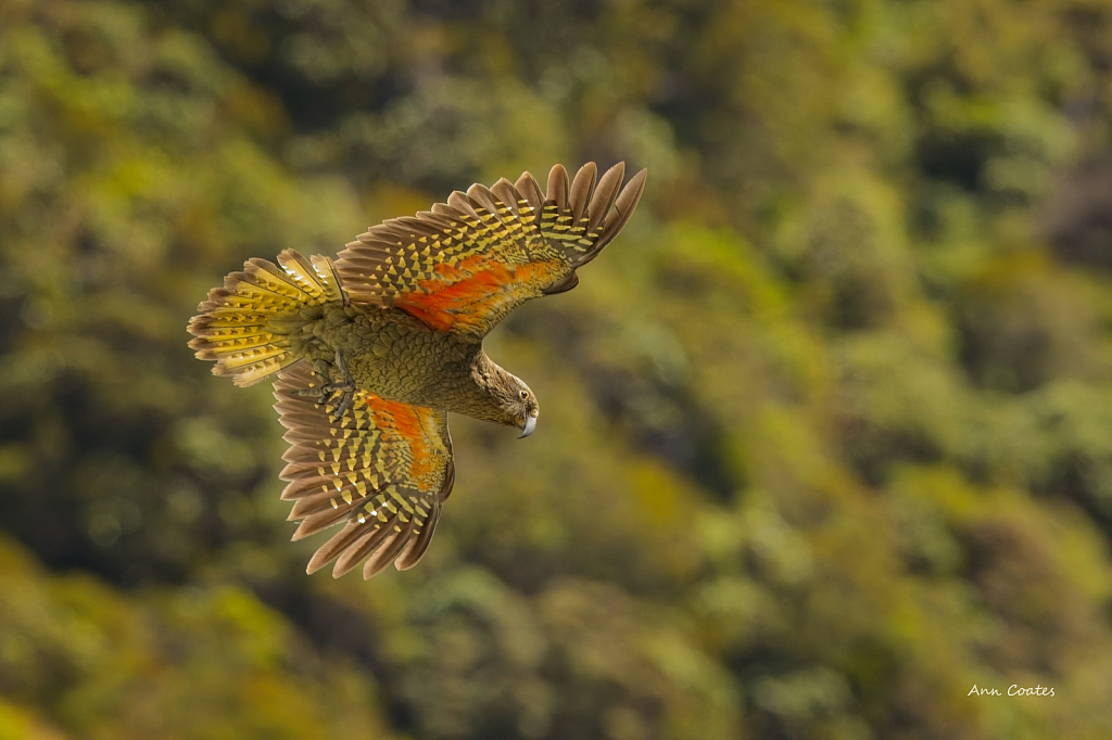 New Zealand Kea