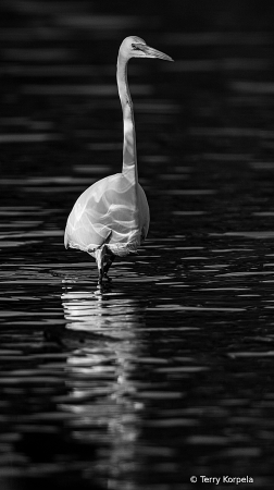 Great Egret B&W