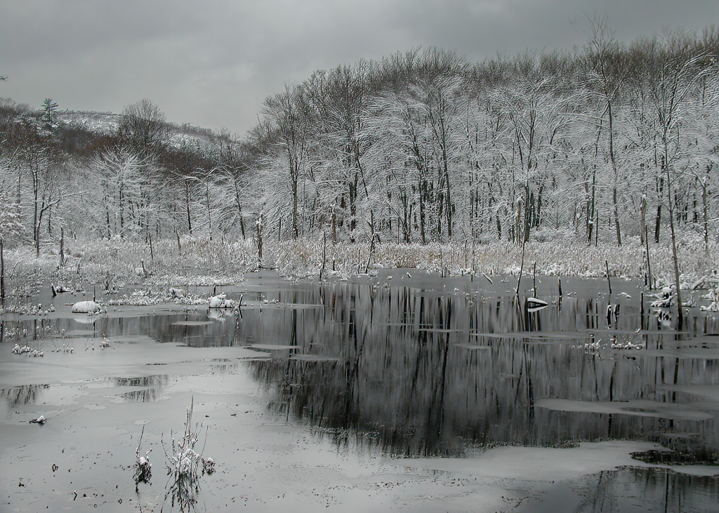 Gray Winter Day