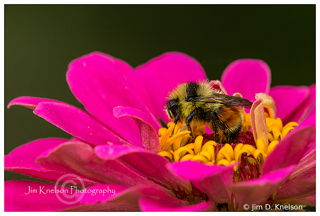 Flower and Bee - ID: 16092825 © Jim D. Knelson
