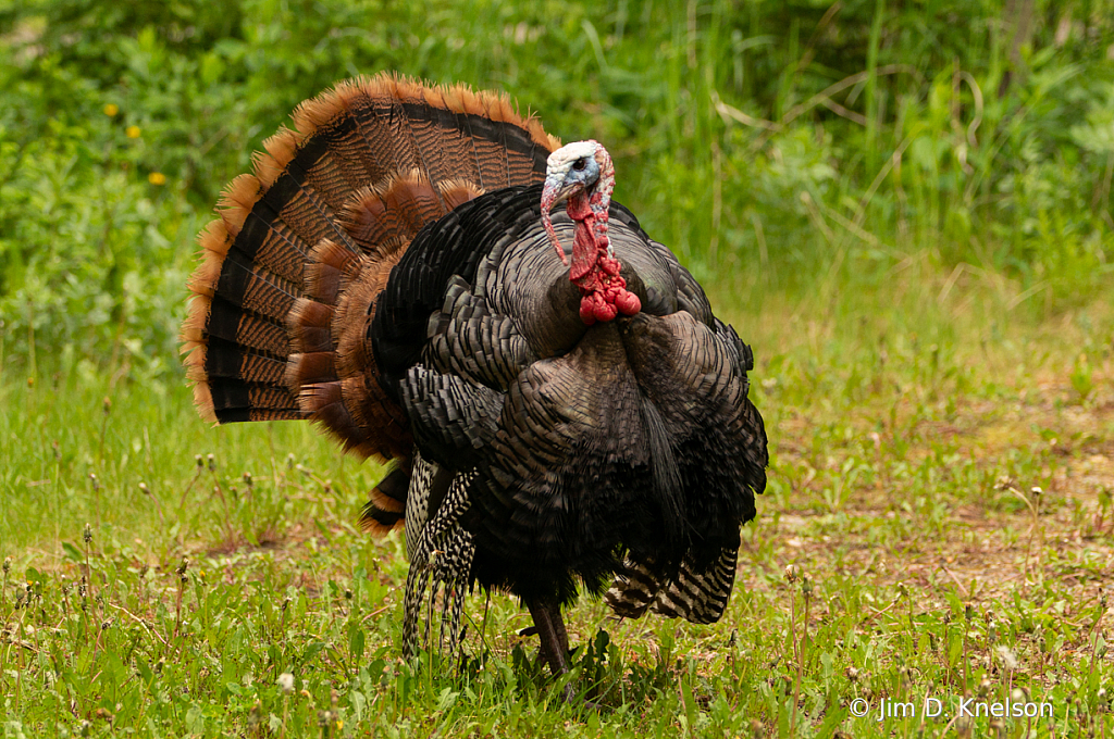 Wild Turkey, Cypress Hills Alberta - ID: 16092830 © Jim D. Knelson