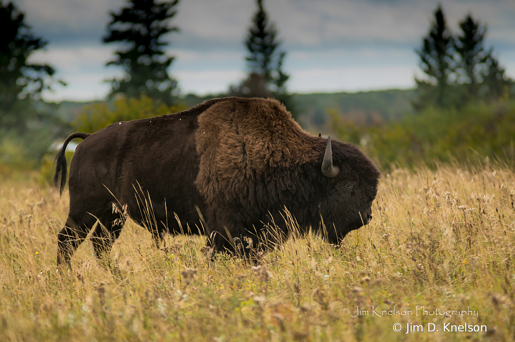 Bison, Manitoba - ID: 16092831 © Jim D. Knelson