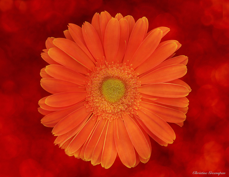 Gerbera Daisy