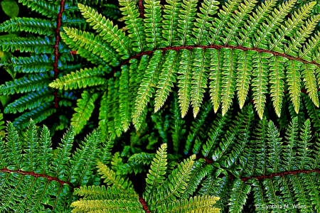 Fern 