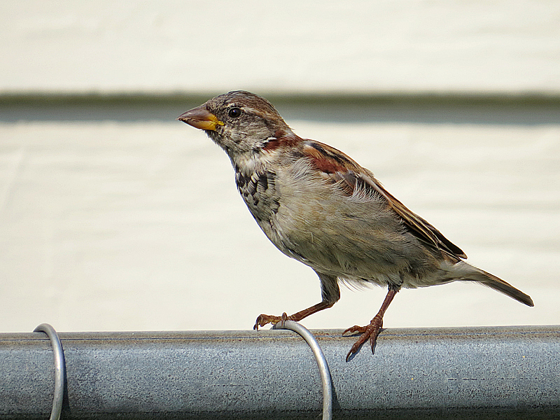 Just Standing