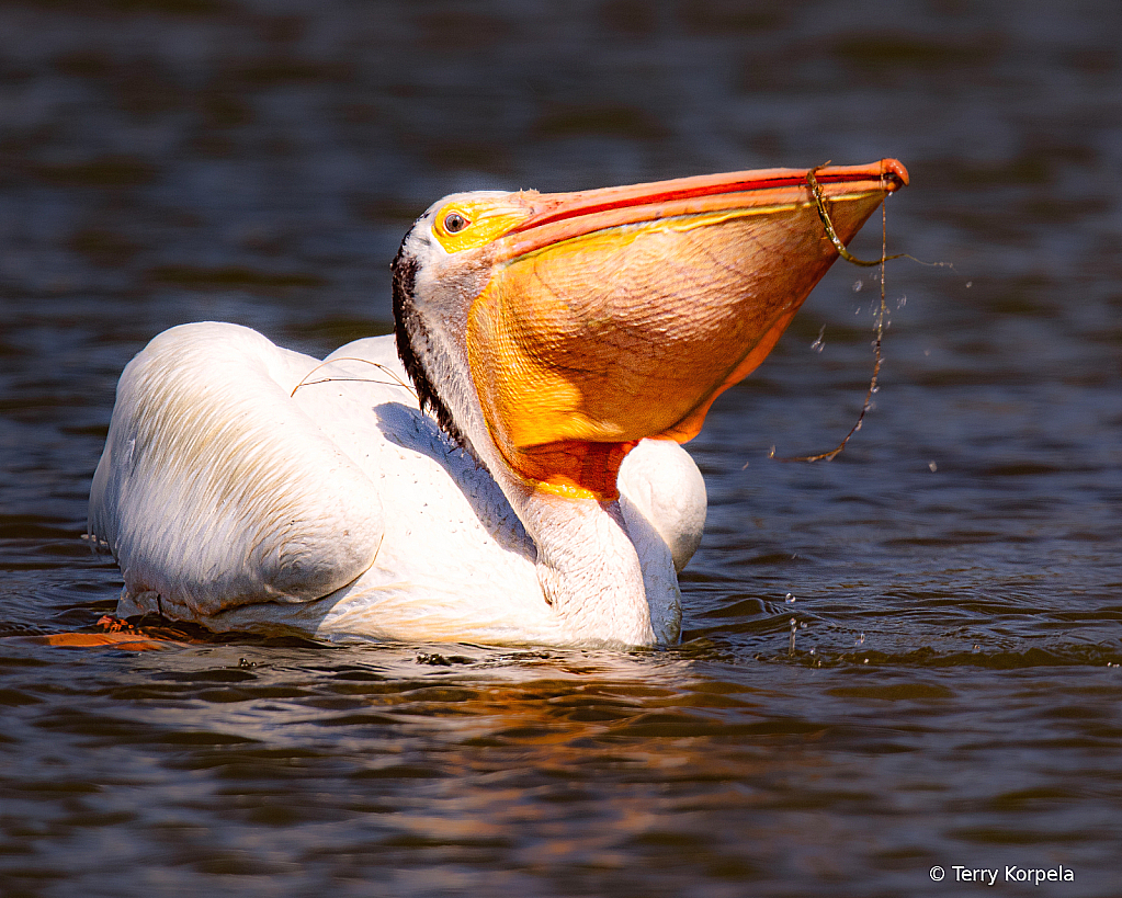 American White Pelican - ID: 16092853 © Terry Korpela