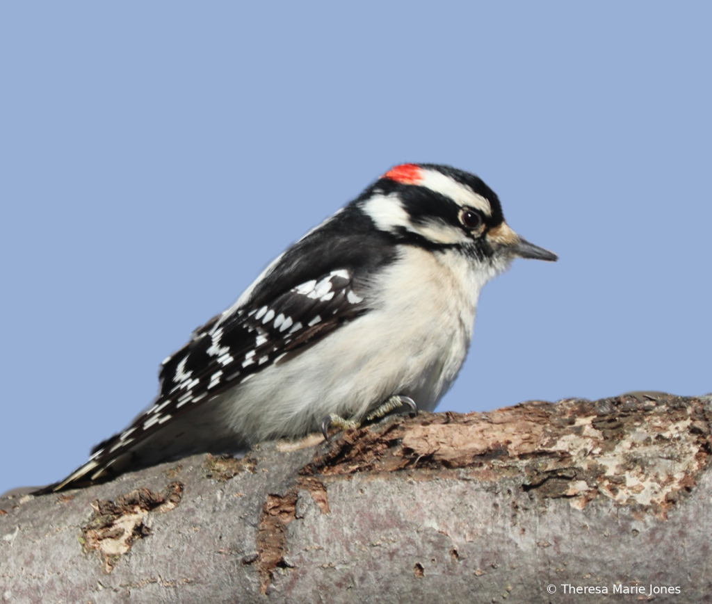 Male Woodpecker - ID: 16092875 © Theresa Marie Jones
