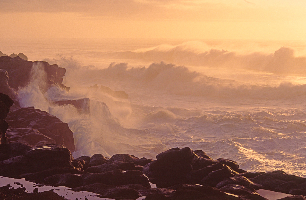 Boiler Bay Golden Mist