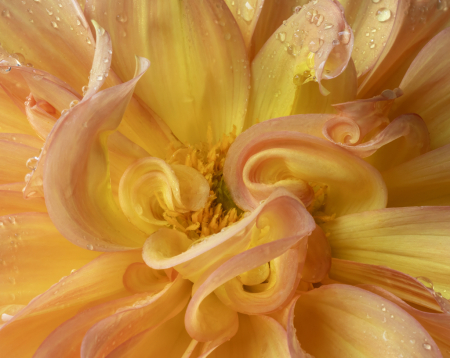 Orange Dahlia Curls