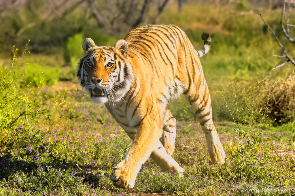 On the Hunt - ID: 16093004 © Kelley J. Heffelfinger