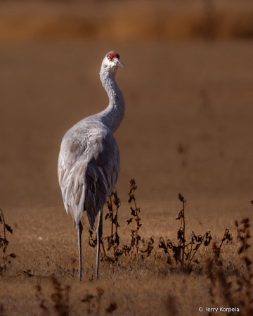 Sandhill Crane