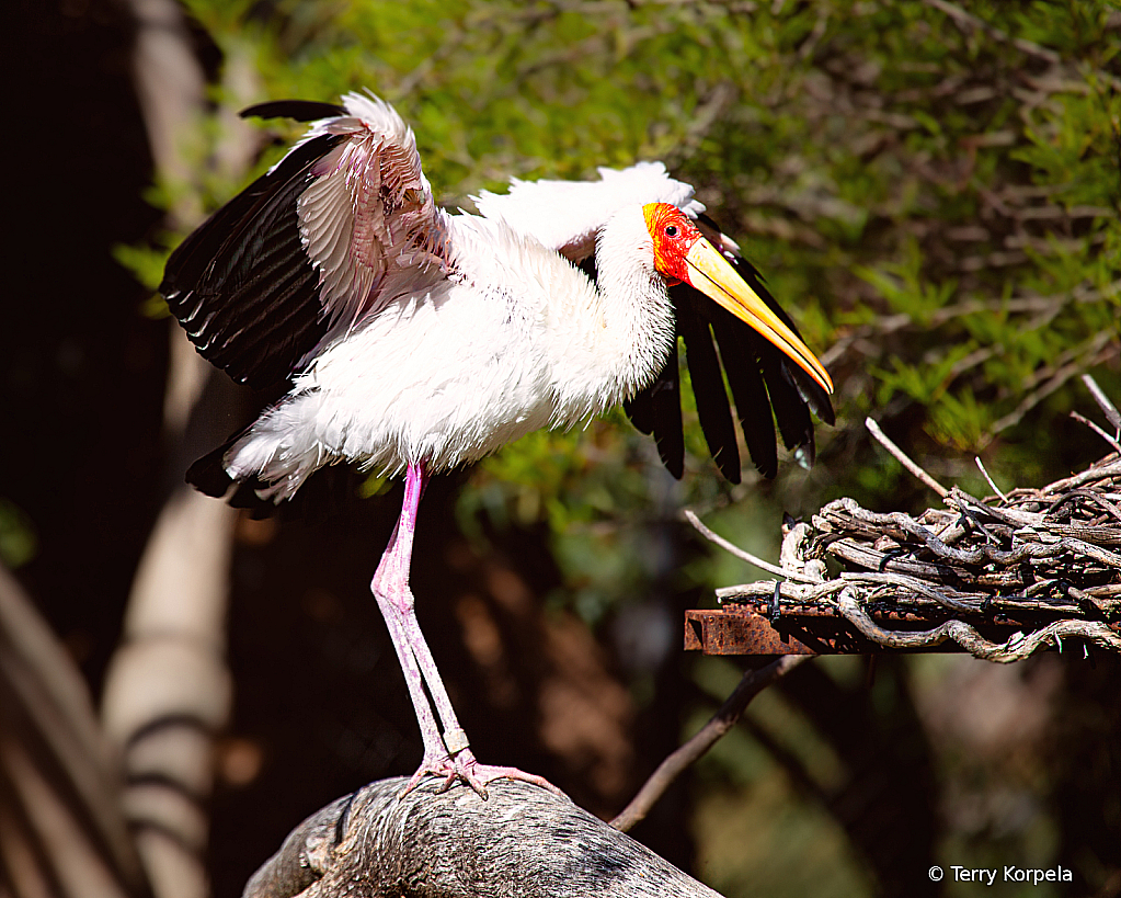 Yellow-billed Stork - ID: 16093141 © Terry Korpela