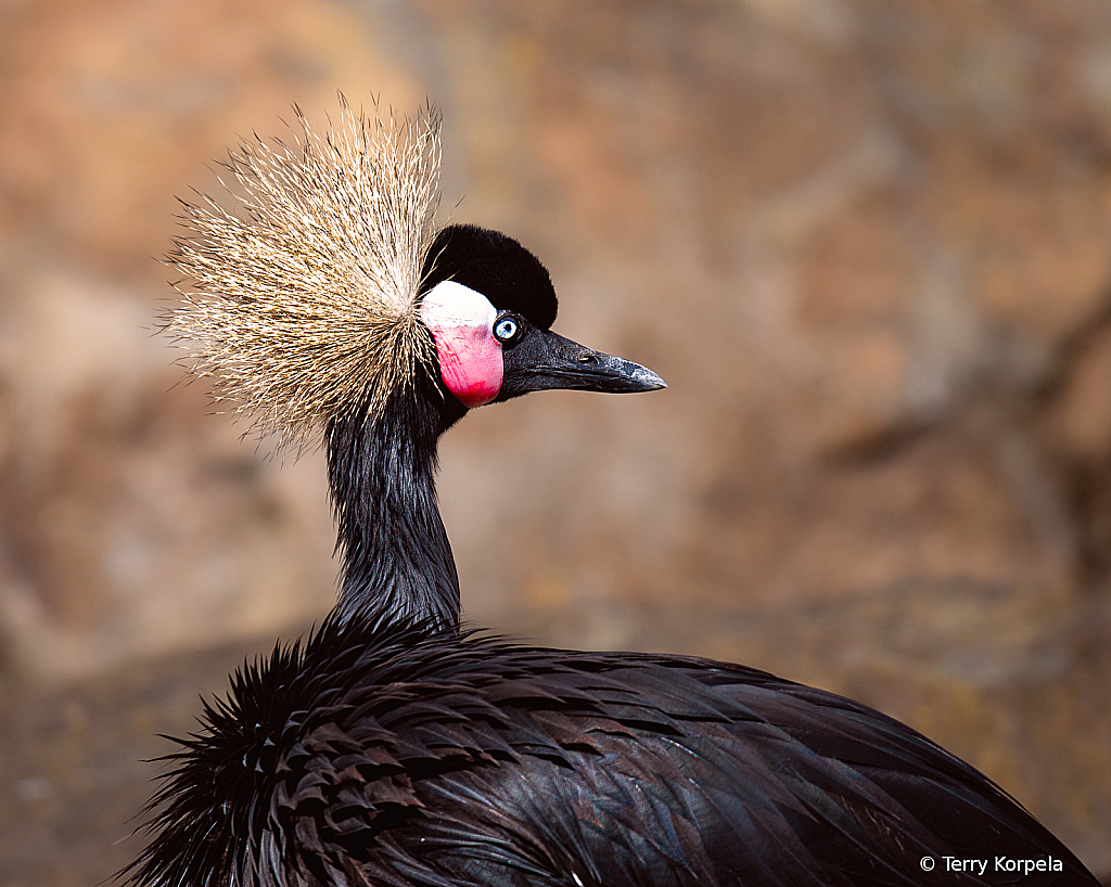 West-African Black Crowned Crane - ID: 16093203 © Terry Korpela