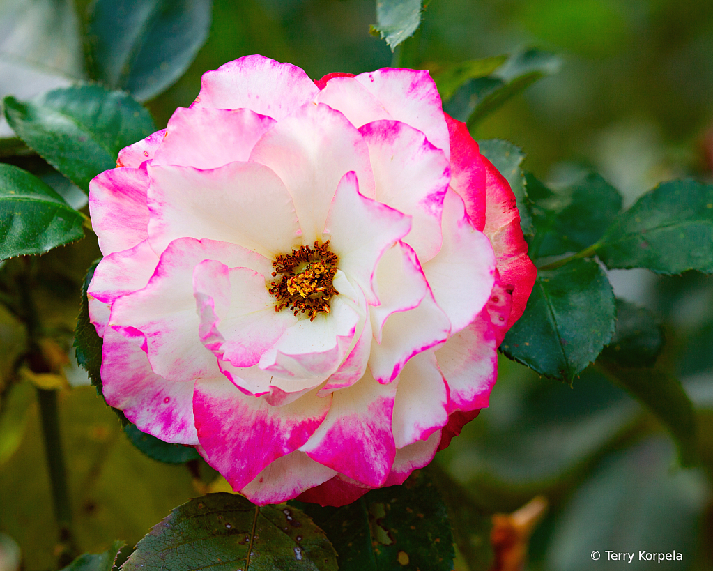 A Nice Rose - ID: 16093204 © Terry Korpela