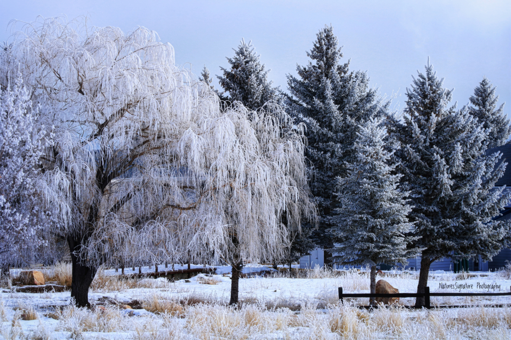 ~ Winter Trees ~ - ID: 16093269 © Trudy L. Smuin