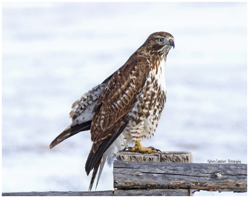 ~ Hawk ~ - ID: 16093283 © Trudy L. Smuin