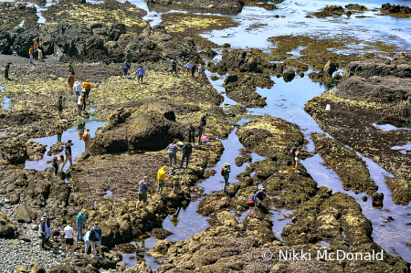 Yaquina Head Tide Pools #2