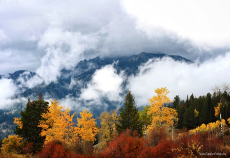 ~ Misty Mountain Morning ~