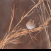 © Kitty R. Kono PhotoID# 16093235: Little Field Sparrow