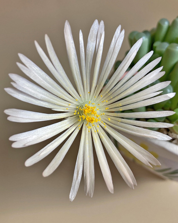 Baby Toes Flower