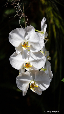 State Botanical Garden of Georgia