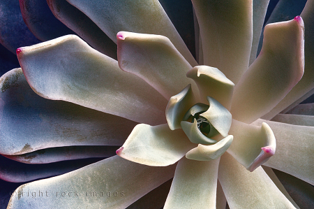 Dusky Echeveria