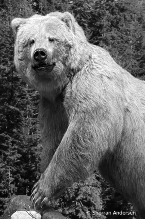 Grizzly in B&W