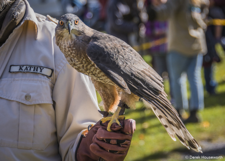 Cooper's Hawk