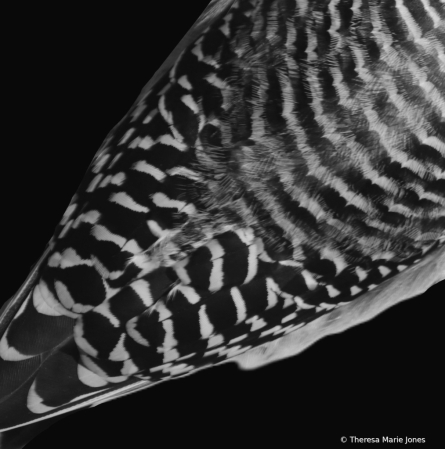 B/W Feathers