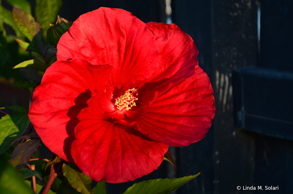 Holy Hibiscus Batman