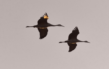 Sandhill Cranes Catch Light at Dawn