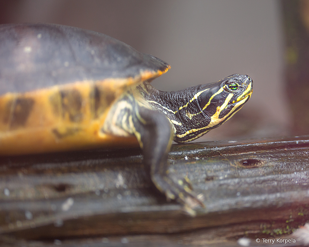 Turtle - ID: 16093500 © Terry Korpela