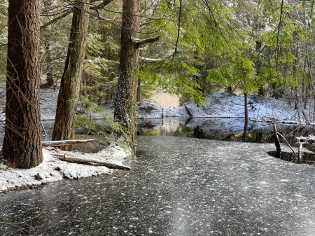 Enchanted Forest